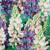 Люпин Дилайт ароматный смесь 1гр НК