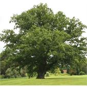 Дуб (Quercus) черешчатый 