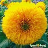 Подсолнечник Плюшевый мишка 0,5-1гр НК