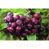 Рябина Ликерная