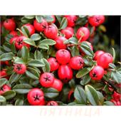 Кизильник гибридный Cotoneaster suesicus 'Coral Beauty' 