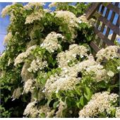 Гортензия черешковая (вьющаяся) Петиоларис (petiolaris)