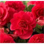 Бегония махровая Дабл Скарлетт крупноцветковая