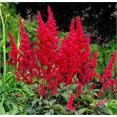 Астильба Арендса Этна