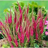 Вероника колосковая Ротфучс 