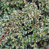 Кизильник прижатый adpressus Variegatus 