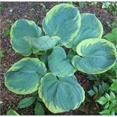 Хоста Пиззаз