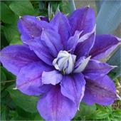 Клематис Бьюти оф Ворчестер