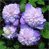 Клематис Вероника Чойс