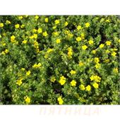 Лапчатка (Potentilla) fruticosa Goldfinger желтый