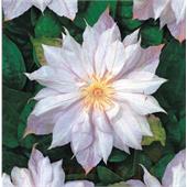 Клематис Жакманна Альба