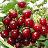 Вишня Пламенная