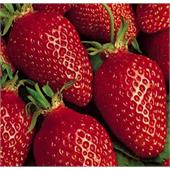 Земляника Гаригуэтта