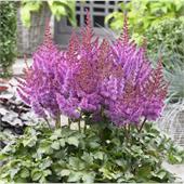 Астильба (Astilbe chinensis) Valerie