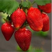 Земляника Роксана