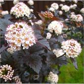 Пузыреплодник opulifolius Red Baron