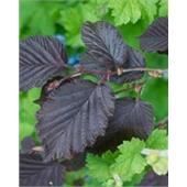 Лещина обыкновенная (Corylus maxima Purpurea) 