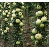 Яблоня Икша колоновидная