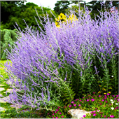 Перовския (Perovskia) atriplicifolia Blue Spire 