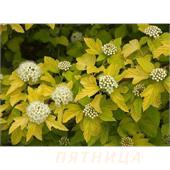 Пузыреплодник opulifolius Dart's Gold