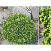 Ель обыкновенная Little Gem 