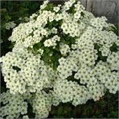 Спирея ниппоннская June Bride 