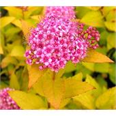 Спирея японская Golden Princess 