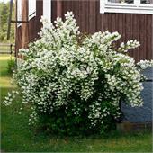 Чубушник Mont Blanc