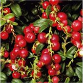 Брусника крупноплодная Red Pearl (Ред Перл)