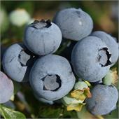 Голубика высокая Торо