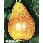 Груша Чижовская летняя 