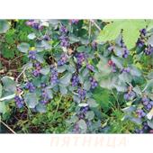 Ирга канадская 