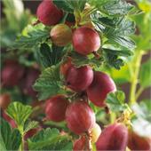 Крыжовник Hinnonmaki Rot (красный)