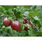 Крыжовник Командор слабошиповатый