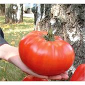 Томат Русский размер Супергигант XXL F1 6шт НК