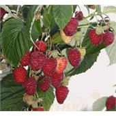 Малина Атлант (ремонтантная)