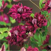 Клематис Пурпуреа Плена Элеганс ботанический