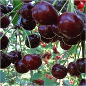 Дюк Спартанка