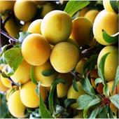 Алыча Злато Скифов