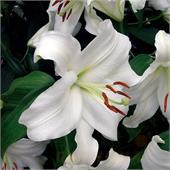 Лилия Брайт Бриллиант ЛОО-Гибрид