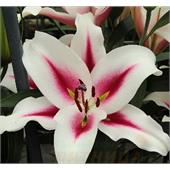 Лилия Гаучо ОТ-гибрид