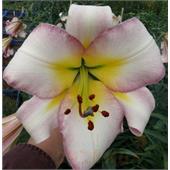 Лилия Истерн Мун ОТ-гибрид