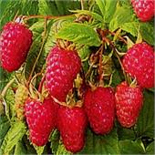 Малина Сенатор