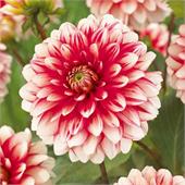 Георгина Ларриз Лав декоративная