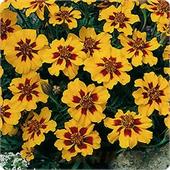 Бархатцы Монисты откл.(Чудесный балкон) Гавриш