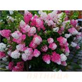 Гортензия метельчатая Fraise Melba