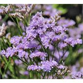 Кермек широколистный (Limonium) latifolium
