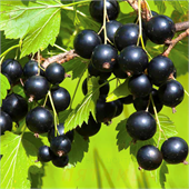 Смородина Атлант черная