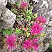 Седум (Sedum) spurium Roseum (ложный)
