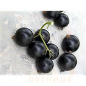 Смородина Пигмей черная